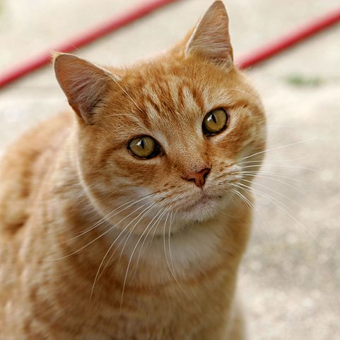 Meow meow